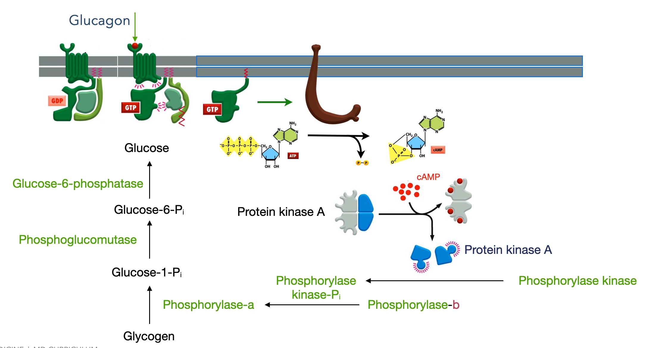 Glucagon activates a G-protein coupled receptor to stimulate metabolism of glycogen to glucose.