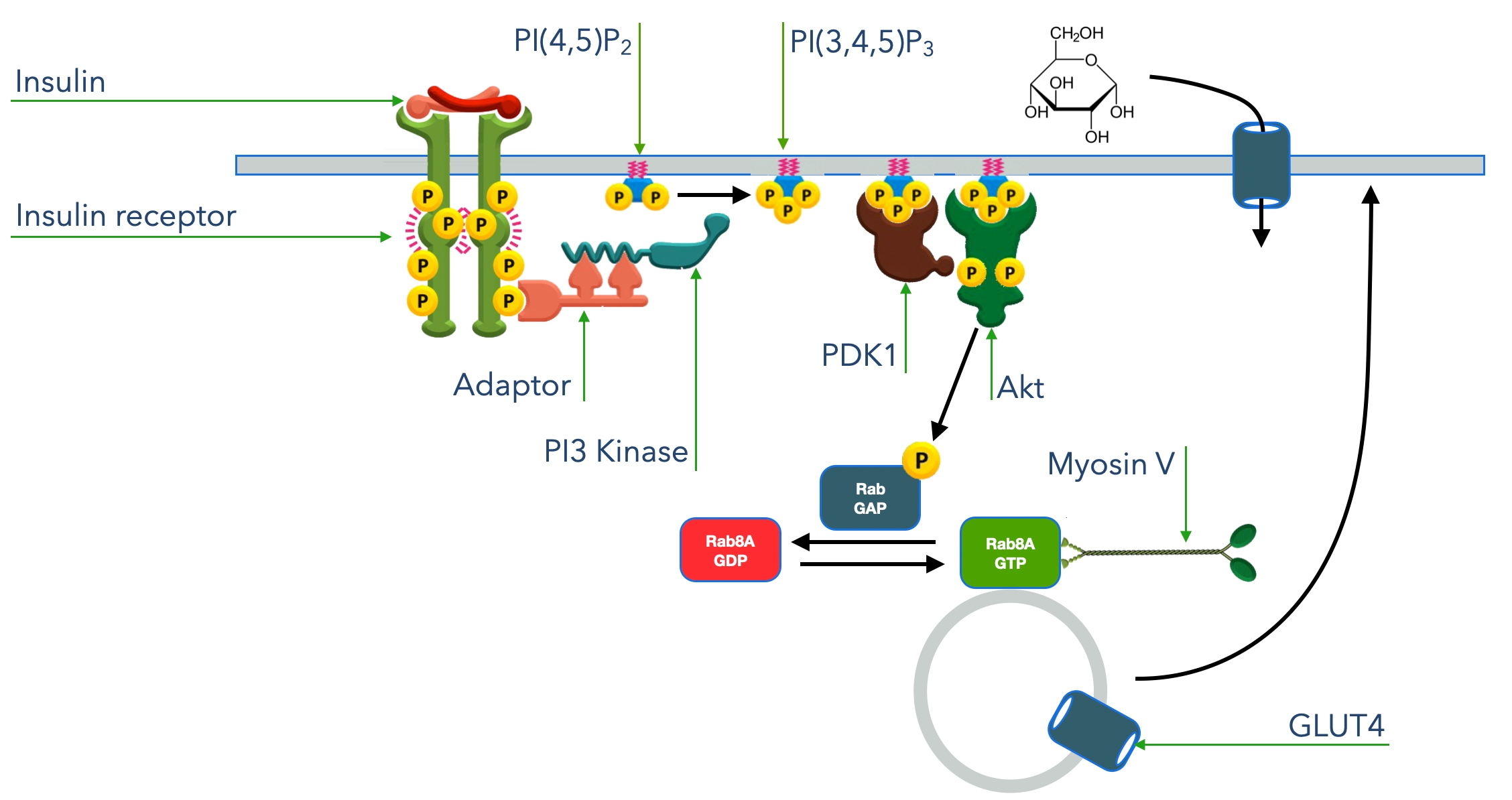 Insulin signaling uses a tyrosin kinase receptor to increase GLUT4 channel concentration in the cell membrane.