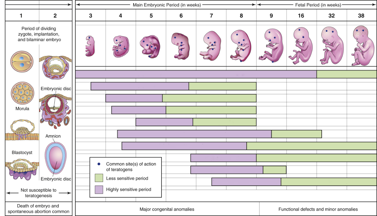 Mutations and teratogens that impact early events in embryogenesis result in more severe anomalies.