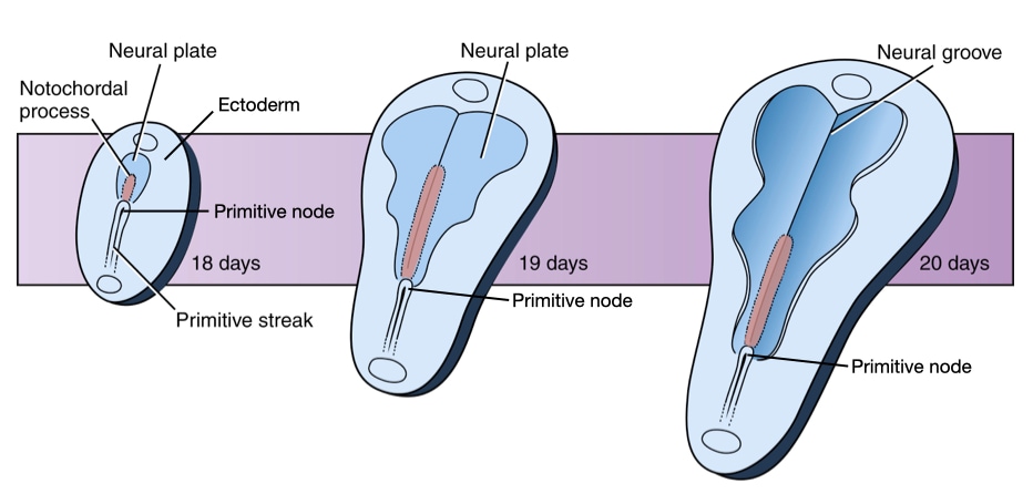Chordin causes cells in ectoderm to follow a neural fate and form the neural plate.