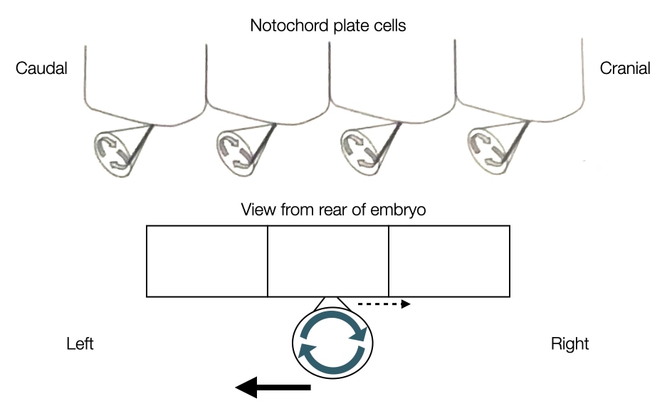 Angle of cilia and clockwise rotation move fluid toward the left side of the embryo.