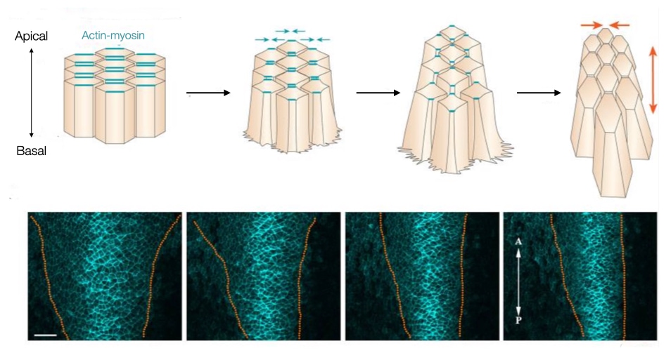 Planar cell polarity and convergent extension help elongate and narrow the embryo.