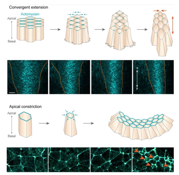 Convergent extension and apical constriction generate formation of the neural tube.