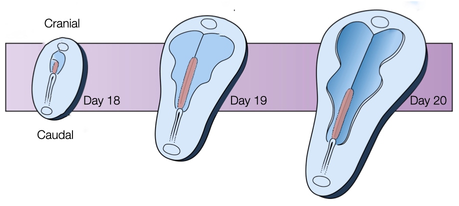 The embryo elongates and narrows during and after gastrulation.