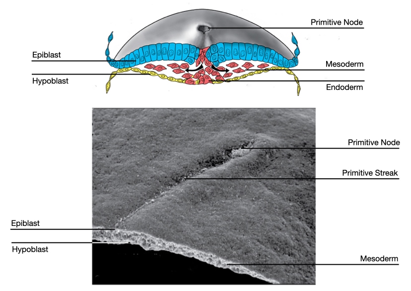 Epiblast cells descend through primitive streak to form endoderm and mesoderm during gastrulation.