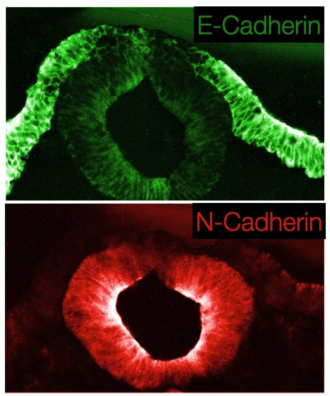Differential expression of cadherin leads to separation of neural tube from surface ectoderm.