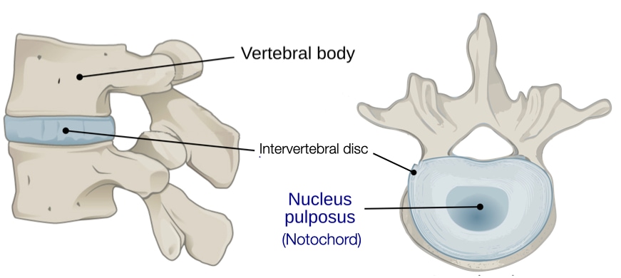 Notochord cells form part of nucleus pulposus in the intervertebral disc.