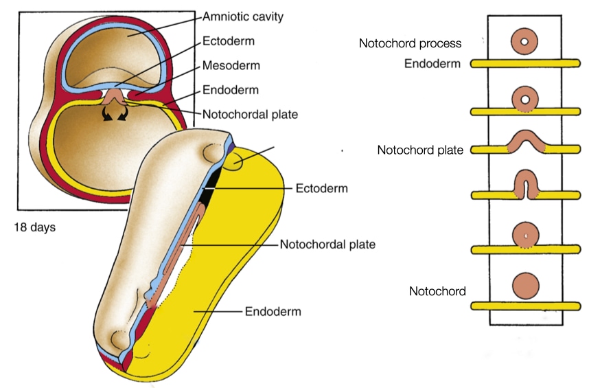 Notochord process fuses with endoderm and then reforms a tube called notochord.