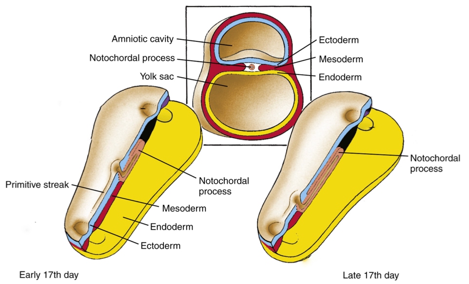 Notochord starts as a tube of cells that descends from epiblast and extends cranially.