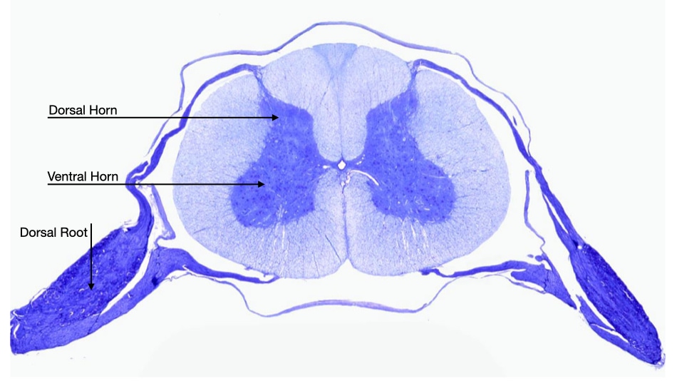 Motor neurons and sensory neurons develop on opposite sides of the spinal cord.