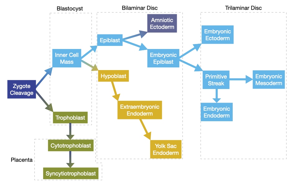 Zygote develops into trilaminar disc and several extra embryonic structures.