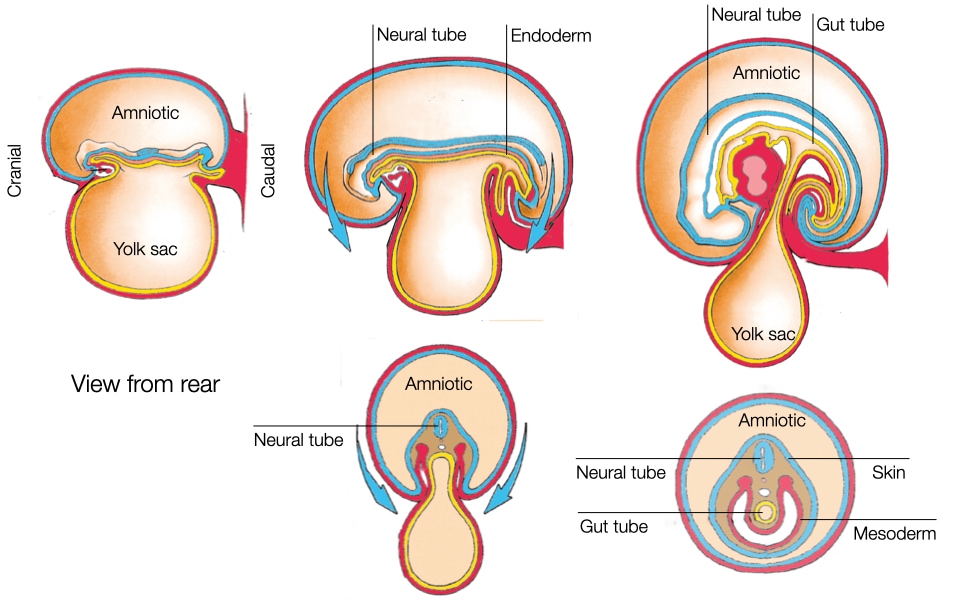Inward folding of embryo generates gut tube from endoderm.