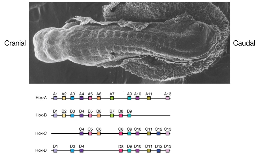 Differential expression of Hox genes generate pattern difference between somites.