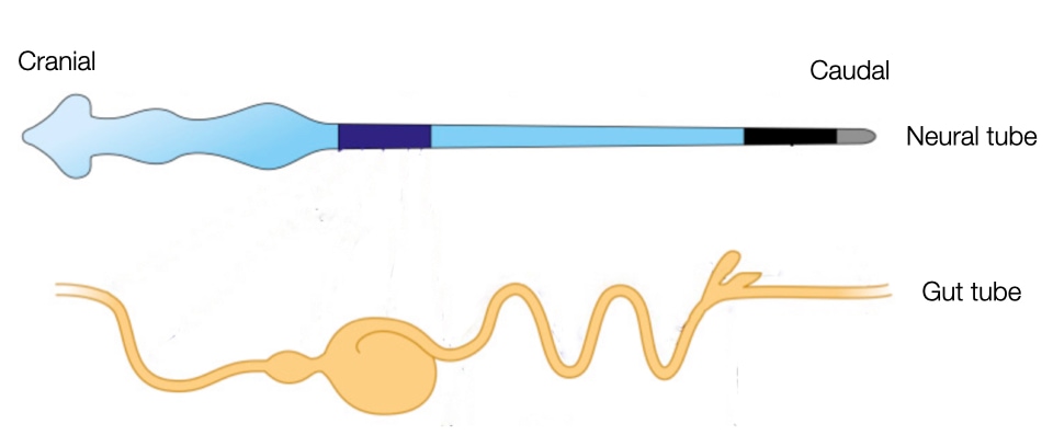 Neural and gut tubes run in parallel from cranial to caudal in the embryo.