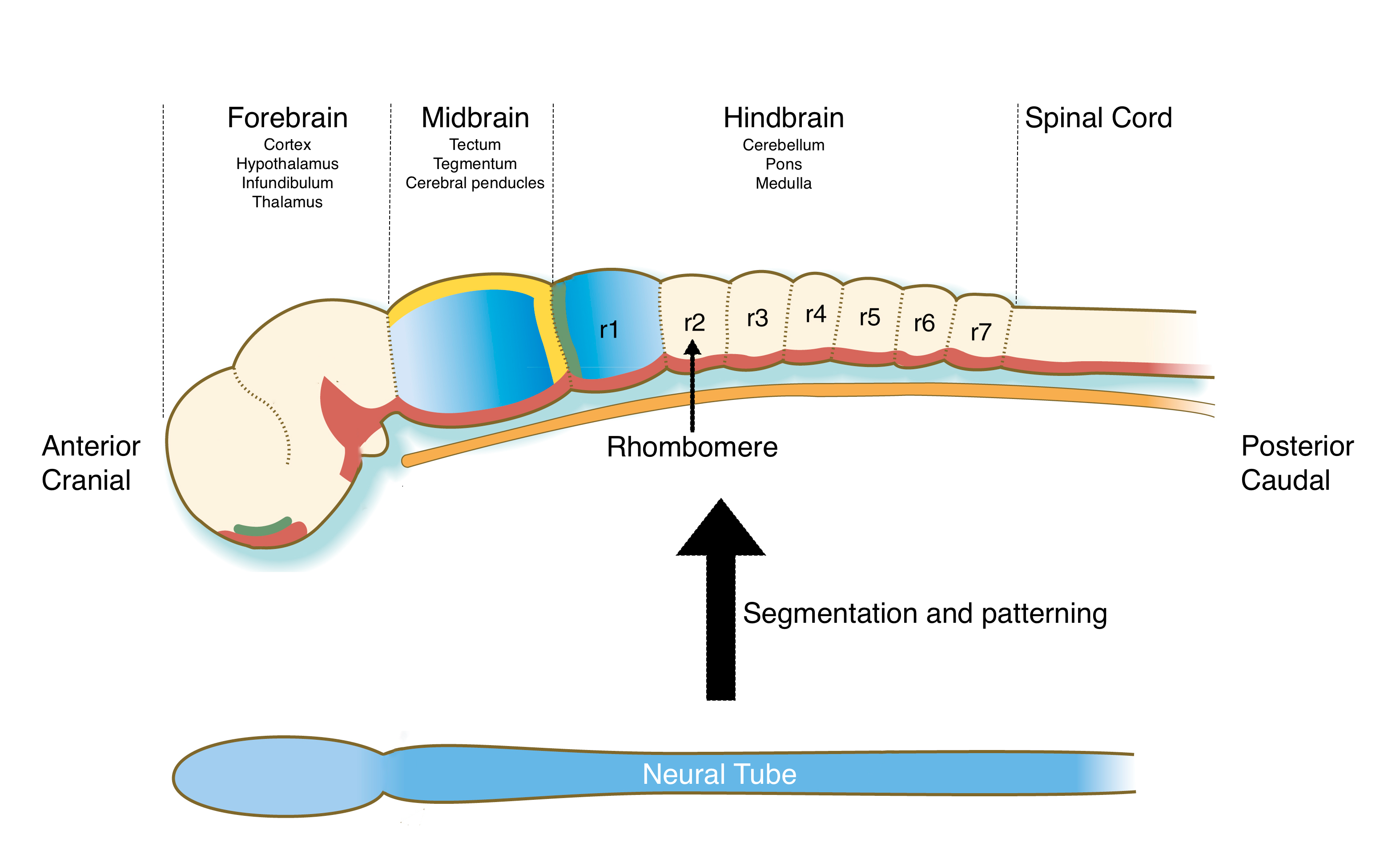 The neural tube is segmented and patterned into different structural and functional regions.