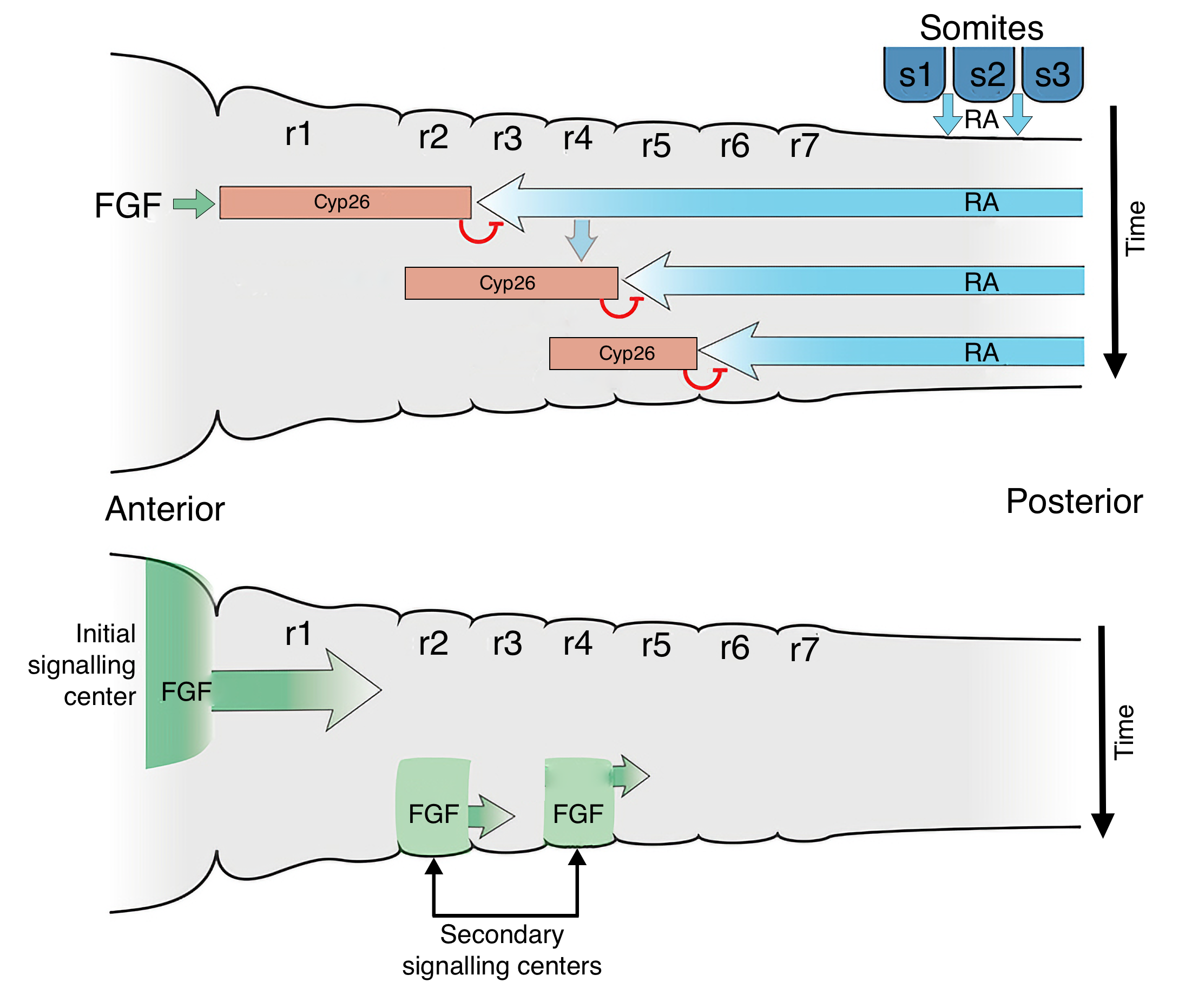 Gradients of retinoid acid and FGF pattern the hindbrain into rhombomeres.