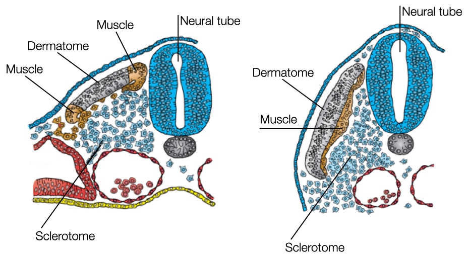 Cells in somites differentiate into bone, muscle and dermis.
