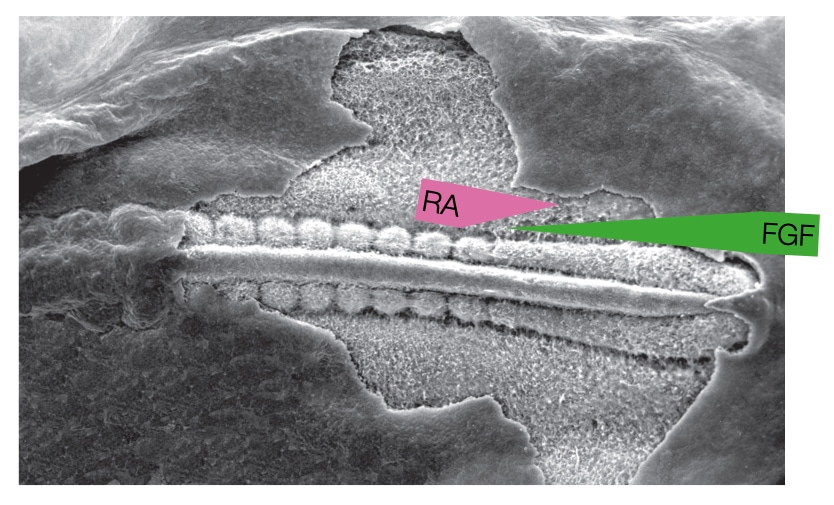 Opposing gradients of retinoid acid and FGF exists along cranial-caudal axis.