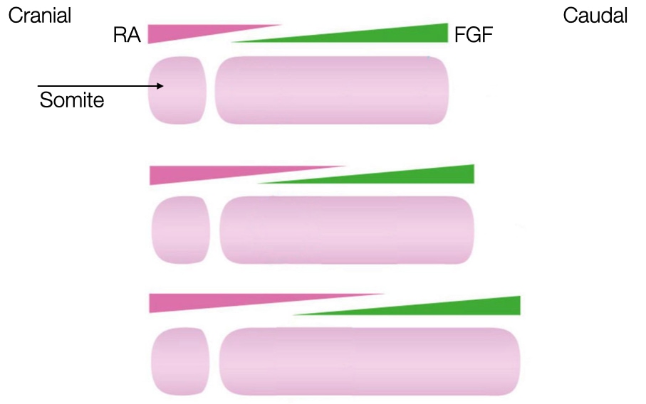 Gradients move in a caudal direction as embryo grows.