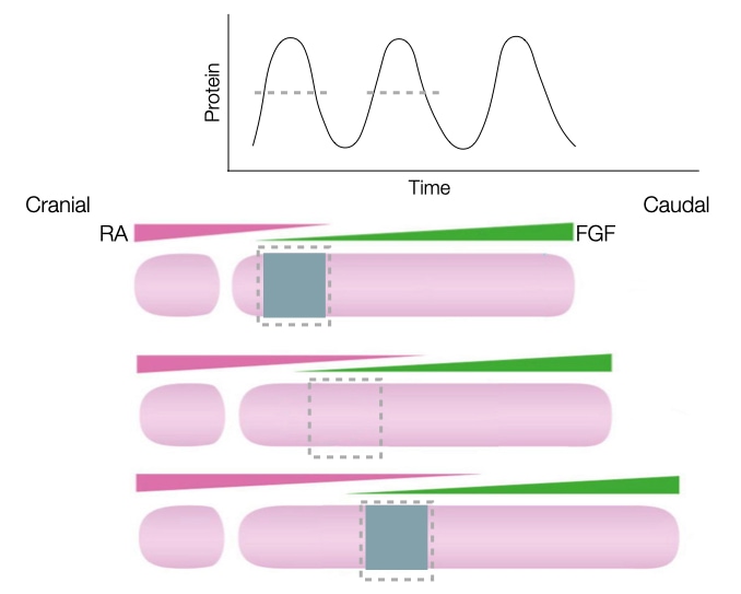 Gradients and a timer are needed to generate distinct somites.