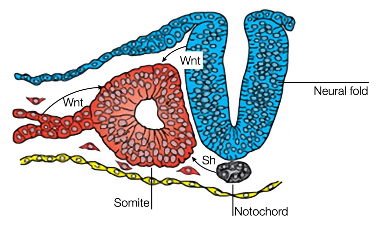 Signaling molecules from surrounding tissues affect fate of cells in somites.