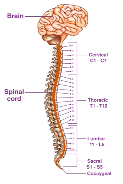 The spinal cord is segmented into a series of vertebrae.